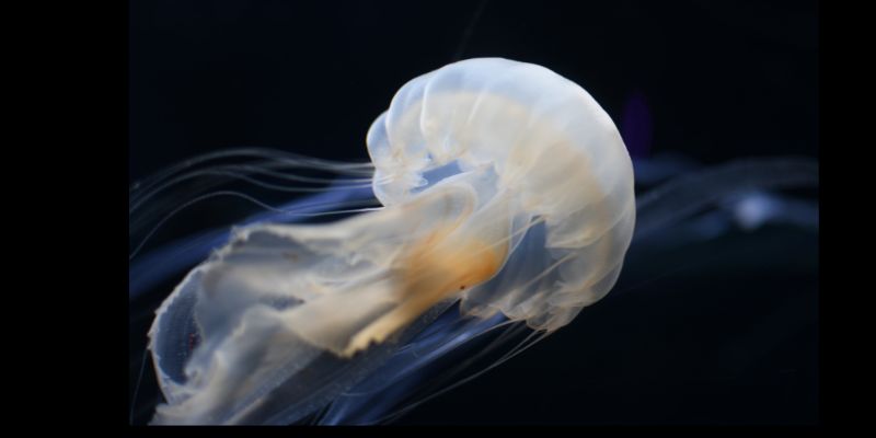 Does Jellyfish Have Eyes? [Updated on- 2023]